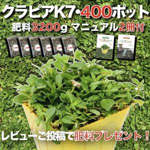 クラピア K7 9cmポット苗 400鉢セット 肥料3200g 白色品種 イワダレソウ 改良種 グランドカバー