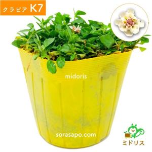クラピア K7 9cmポット苗 80鉢セット ...の詳細画像3
