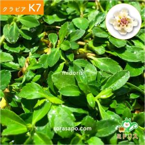 クラピア K7 9cmポット苗 80鉢セット ...の詳細画像5