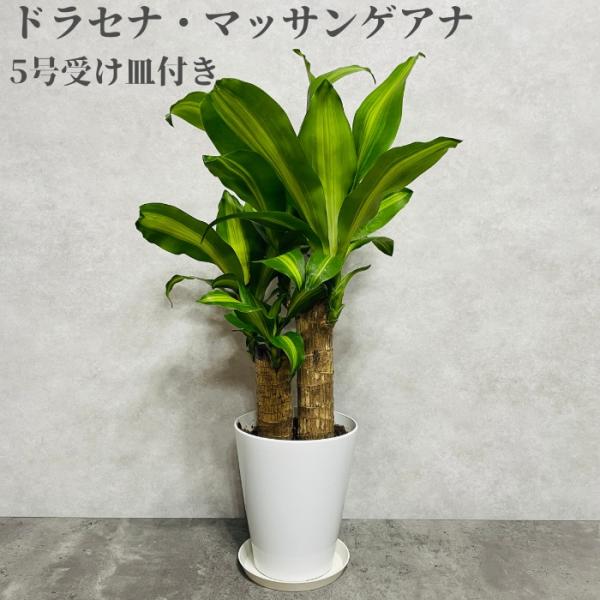 観葉植物 ドラセナ マッサンゲアナ 5号鉢 幸福の木 デレメンシス フレグランス ギフト プレゼント...