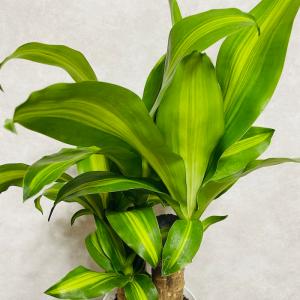 観葉植物 ドラセナ マッサンゲアナ 5号鉢 幸...の詳細画像4