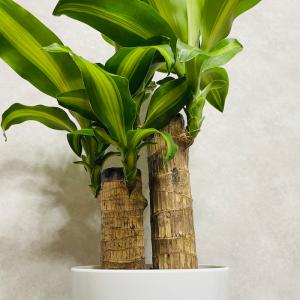 観葉植物 ドラセナ マッサンゲアナ 5号鉢 幸...の詳細画像5