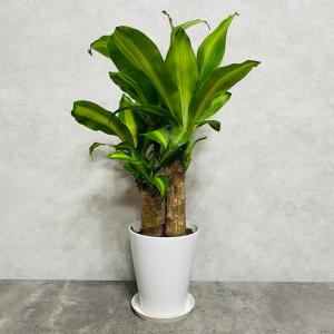 観葉植物 ドラセナ マッサンゲアナ 5号鉢 幸...の詳細画像1
