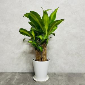 観葉植物 ドラセナ マッサンゲアナ 5号鉢 幸...の詳細画像2