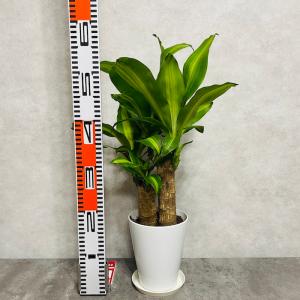 観葉植物 ドラセナ マッサンゲアナ 5号鉢 幸...の詳細画像3