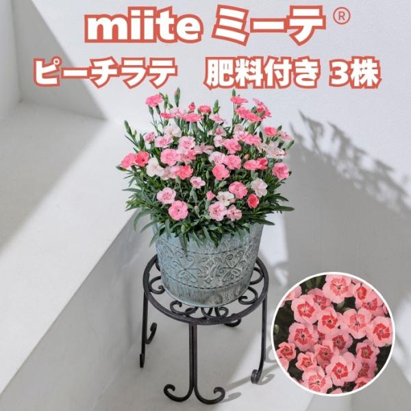 予約商品 早春苗 ミーテ miite ピーチラテ 3株 肥料付き 3号ポット花付き苗 花の苗 サント...