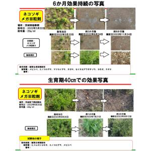 除草剤 顆粒 強力 ネコソギメガ粒剤3 7kg...の詳細画像5