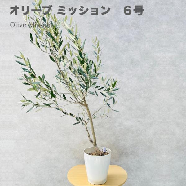 現品 オリーブの木 ミッション 6号鉢苗 鉢底から120cm程度 直立型 シンボルツリー 庭木 観葉...