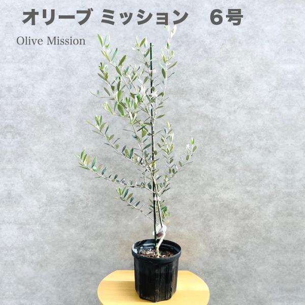 オリーブの木 ミッション 6号鉢苗 鉢底から90cm程度 直立型 シンボルツリー 観葉植物 屋外 鉢...