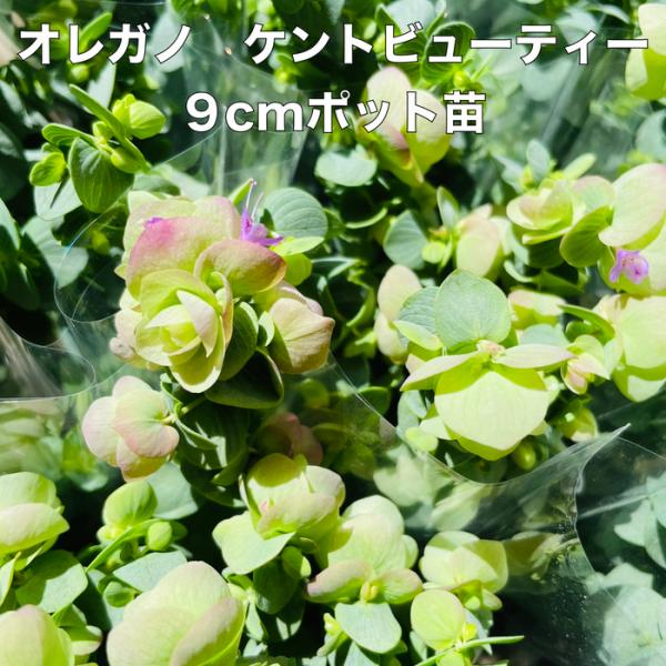 オレガノ ケントビューティ 3株 9cmポット苗 3号 花オレガノ 観賞用ハーブ グランドカバー 地...