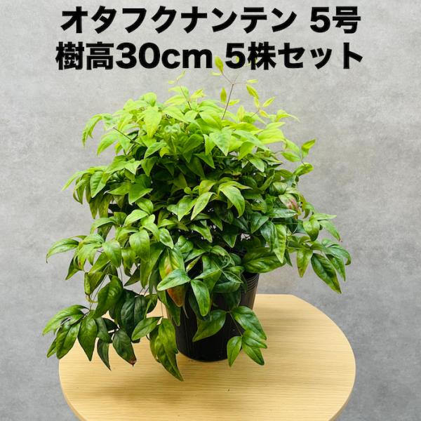 オタフクナンテン 5株セット 15cmポット苗 お多福南天 株 下草 常緑広葉樹 紅葉種 グランドカ...
