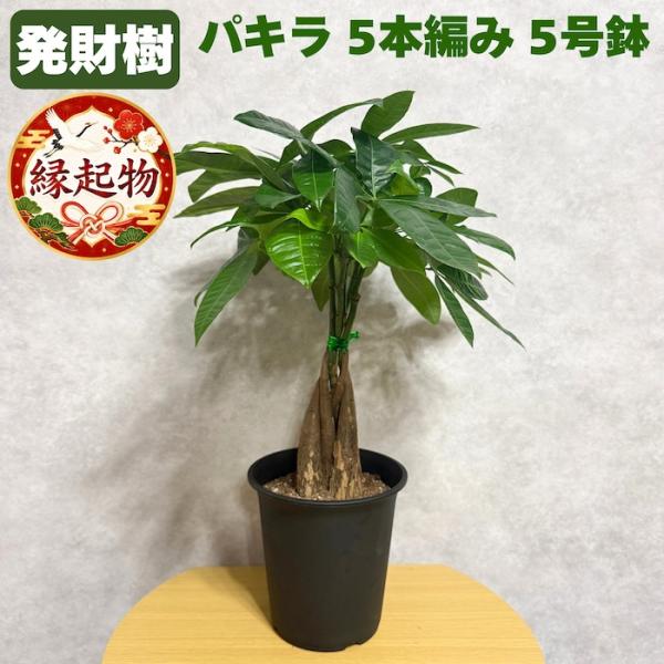 観葉植物 パキラ 5本編み 5号 高さ約45cm グラブラ 編み込み 育てやすい 初心者 耐陰性 室...