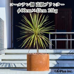 現品 観葉植物 アロエ ディコトマ 8号鉢 大型 多肉植物 大株 aloe