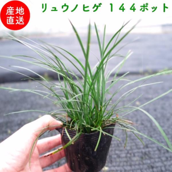リュウノヒゲ 9cmポット苗 144株 グランドカバー 常緑 多年草 竜のひげ 龍の髭 ジャノヒゲ ...