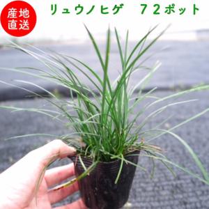 リュウノヒゲ 9cmポット苗 144株 グランドカバー 常緑 多年草 竜のひげ