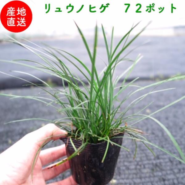 リュウノヒゲ 9cmポット苗 72株 グランドカバー 常緑 多年草 竜のひげ 龍の髭 ジャノヒゲ 植...