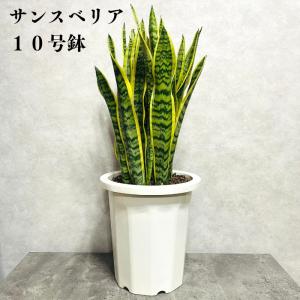 観葉植物 サンスベリア 7号鉢苗 大きい種類 おしゃれな室内インテ リア