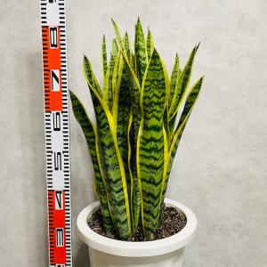 観葉植物 サンスベリア 10号鉢苗 大型種類 ...の詳細画像5