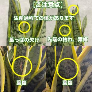 観葉植物 サンスベリア 4号鉢苗 小さい種類 ...の詳細画像1