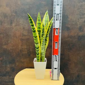 観葉植物 サンスベリア 4号鉢苗 小さい種類 ...の詳細画像4