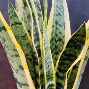 観葉植物 サンスベリア 5号鉢苗 小さい種類 ...の詳細画像5