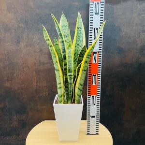 観葉植物 サンスベリア 5号鉢苗 小さい種類 ...の詳細画像4