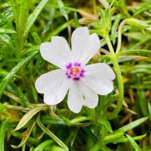 芝桜 苗 アメージンググレース 白の花 品種 ...の詳細画像1