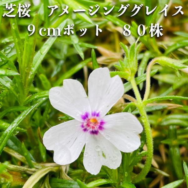 芝桜 苗 アメージンググレース 白の花 品種 9cmポット 80株 シバザクラ グランドカバー 多年...