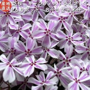 高品質 芝桜 キャンディストライプ（多摩の流れ） 白地にピンク縞種  ９cmポット苗 １６０株 シバザクラ グランドカバー