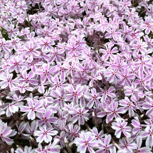 芝桜 苗 キャンディストライプ 多摩の流れ ピ...の詳細画像2