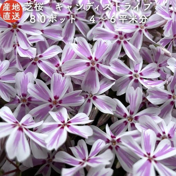 芝桜 苗 キャンディストライプ 多摩の流れ ピンク縞品種 9cmポット 80株 シバザクラ グランド...
