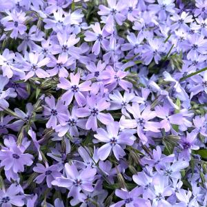 芝桜 苗 オーキントンブルーアイ 青の花 品種...の詳細画像3