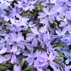 芝桜 苗 オーキントンブルーアイ 青の花 品種...の詳細画像5
