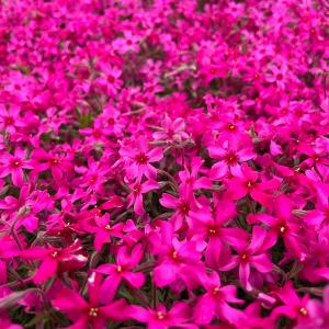 芝桜 苗 スカーレットフレーム 赤の花品種 種...の詳細画像2