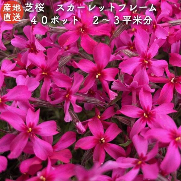 芝桜 苗 スカーレットフレーム 赤の花品種 種類 9cmポット 40株 シバザクラ グランドカバー ...