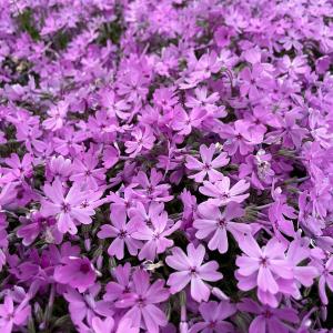 芝桜 苗 スプラータ ピンクの花 品種 種類 ...の詳細画像5