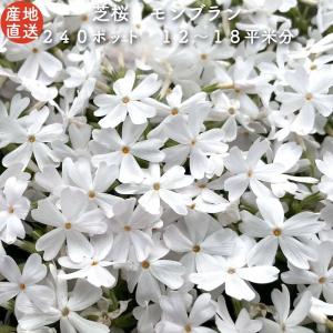 芝桜 苗 モンブランホワイト 白の花品種 種類 9cmポット 240株 シバザクラ グランドカバー 多年草 下草 宿根草 高耐寒性