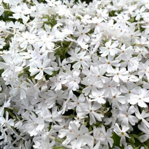 芝桜 苗 モンブランホワイト 白の花品種 種類...の詳細画像3