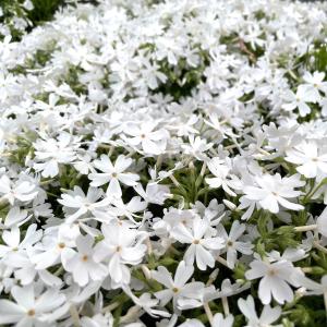 芝桜 苗 モンブランホワイト 白の花品種 種類...の詳細画像4