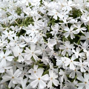 芝桜 苗 モンブランホワイト 白の花品種 種類...の詳細画像5