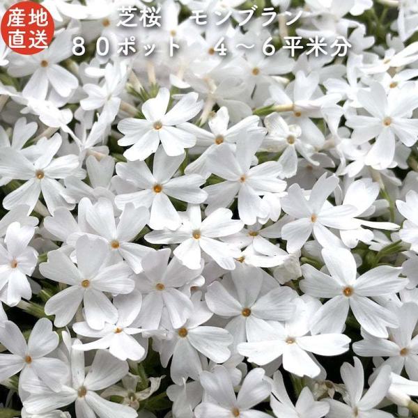 芝桜 苗 モンブランホワイト 白の花品種 種類 9cmポット 80株 シバザクラ グランドカバー 多...