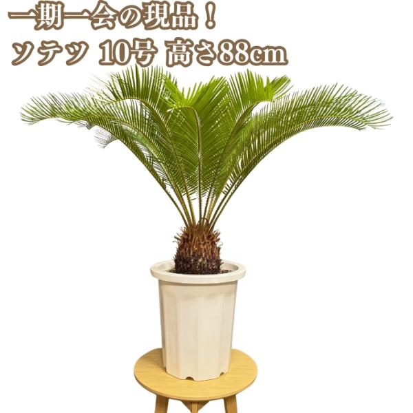 現品 観葉植物 ソテツ 蘇鉄 10号鉢苗 大型種類 庭木 風水 地植え おしゃれな室内インテリア 初...