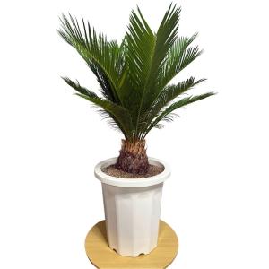 現品 観葉植物 ソテツ 蘇鉄 10号鉢苗 大型...の詳細画像1