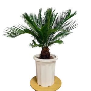 現品 観葉植物 ソテツ 蘇鉄 10号鉢苗 大型...の詳細画像1