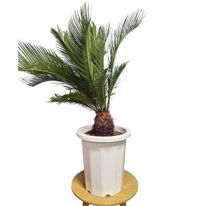 現品 観葉植物 ソテツ 蘇鉄 10号鉢苗 大型...の詳細画像2