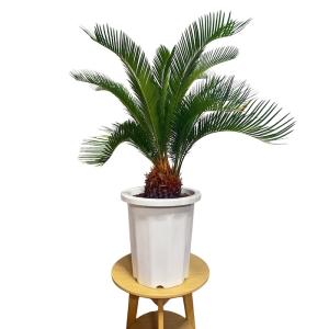 現品 観葉植物 ソテツ 蘇鉄 10号鉢苗 大型...の詳細画像2