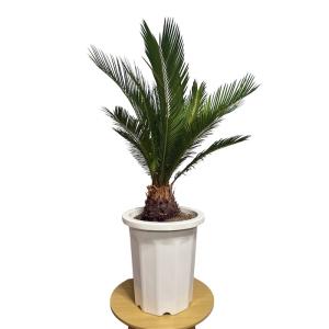 現品 観葉植物 ソテツ 蘇鉄 10号鉢苗 大型...の詳細画像3