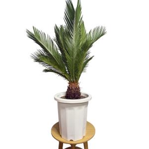 現品 観葉植物 ソテツ 蘇鉄 10号鉢苗 大型...の詳細画像3
