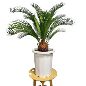 現品 観葉植物 ソテツ 蘇鉄 10号鉢苗 大型...の詳細画像3