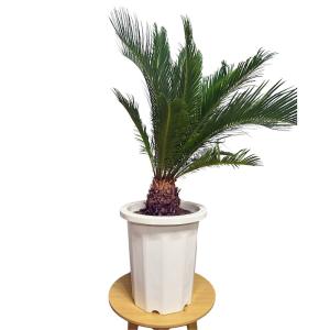 現品 観葉植物 ソテツ 蘇鉄 10号鉢苗 大型...の詳細画像4